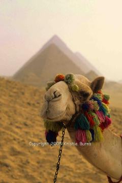 Camel Version 2 CR