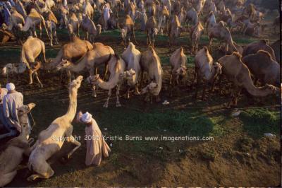 Camel Market at Sunrise