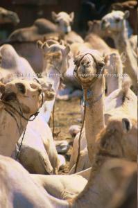 Camel in a Crowd