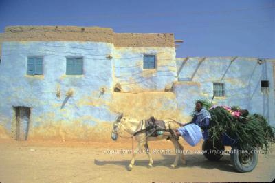 Donkey Cart in Farafra